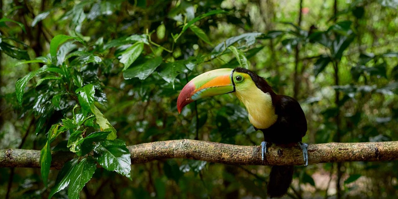 The Belize Zoo