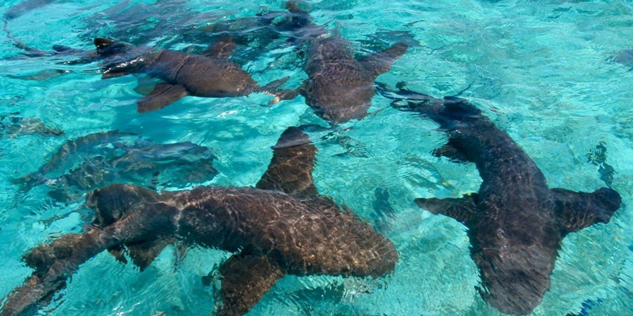 Hol Chan Marine Reserve and Shark and Ray Alley with Hand Feeding the Tarpons