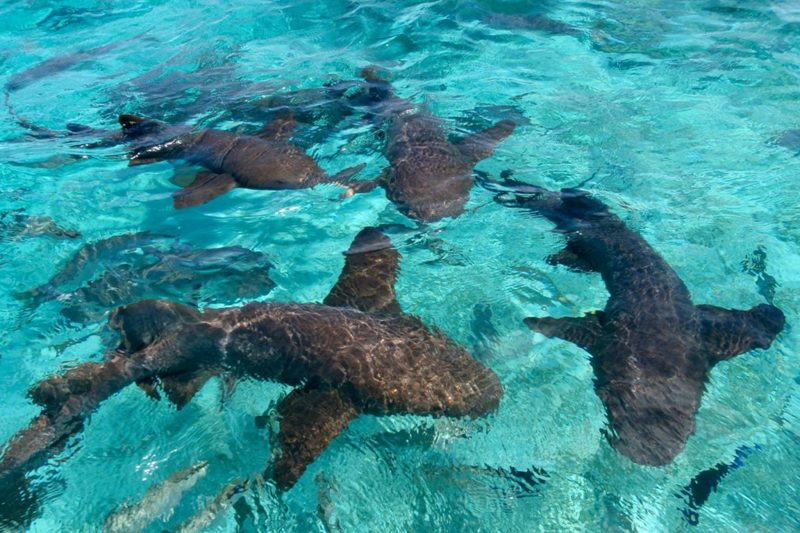 Snorkeling the Coral Gardens/Shark Ray Alley